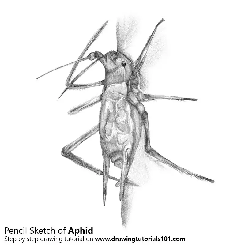 Aphid Pencil Drawing How to Sketch Aphid using Pencils