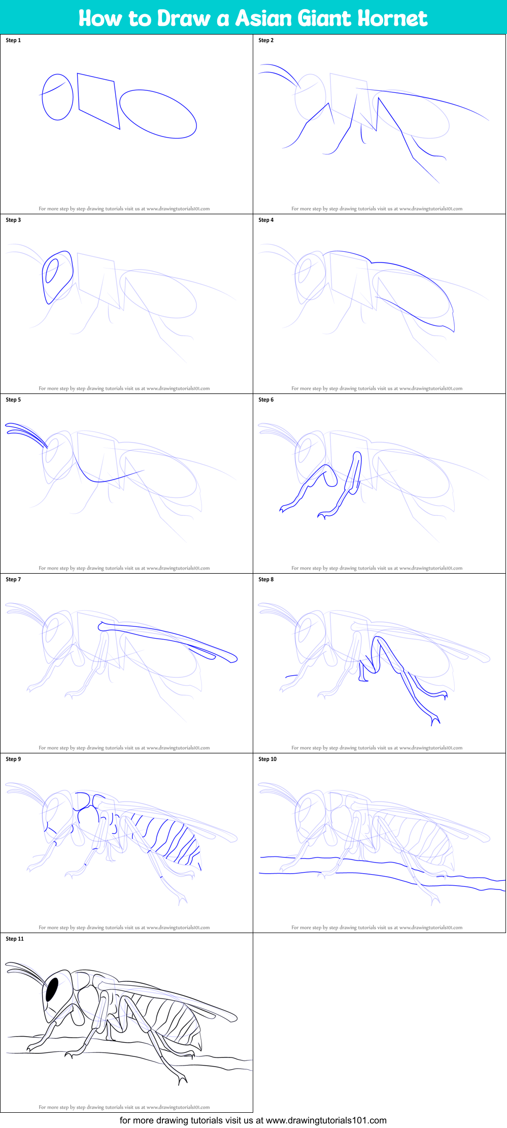 How to Draw a Asian Giant Hornet (Insects) Step by Step ...