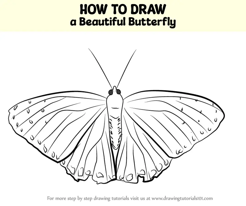 How to Draw a Butterfly (Easy Step by Step) - Crafty Morning