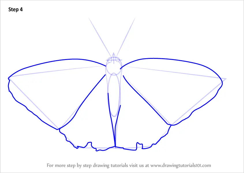 Learn How to Draw a Beautiful Butterfly Insects Step by 