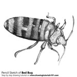 How to Draw a Bed Bug