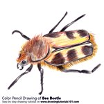 How to Draw a Bee Beetle