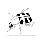 How to Draw a Bee Beetle