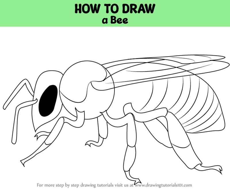 Bee Drawing Tutorial - How to draw Bee step by step