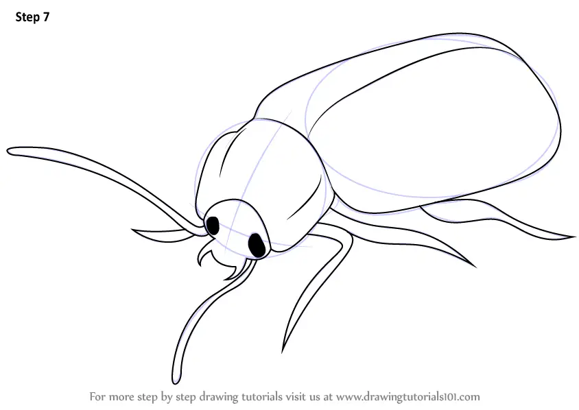 How to Draw a Beetle (Insects) Step by Step