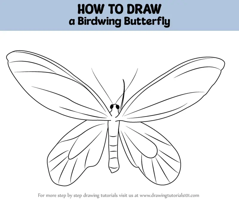 How to Draw a Birdwing Butterfly (Insects) Step by Step ...