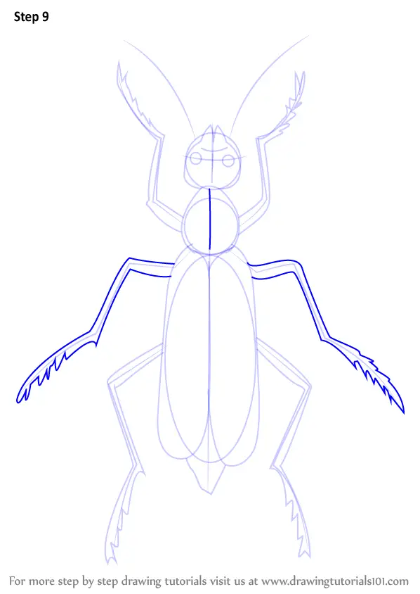 How to Draw a Blister Beetle (Insects) Step by Step ...