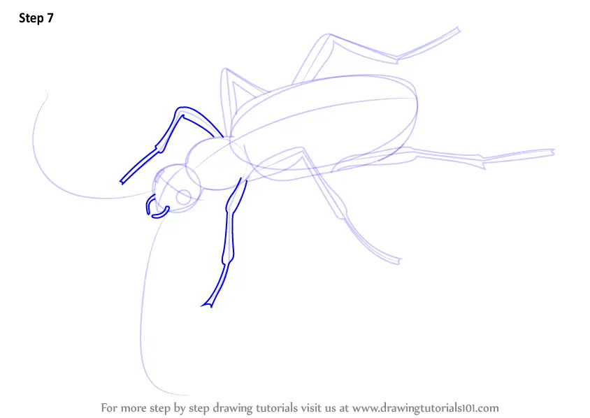 How To Draw A Bombardier Beetle (insects) Step By Step 