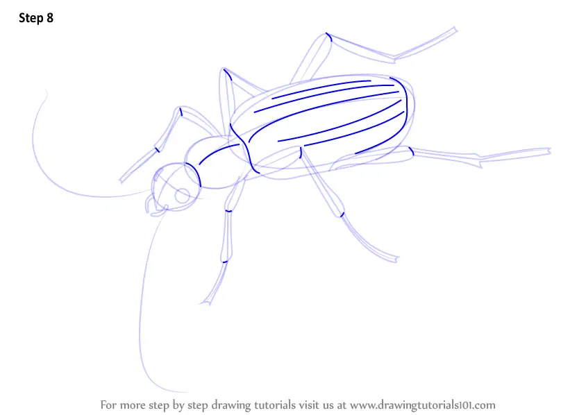 How to Draw a Bombardier Beetle (Insects) Step by Step ...