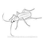 How to Draw a Bombardier Beetle