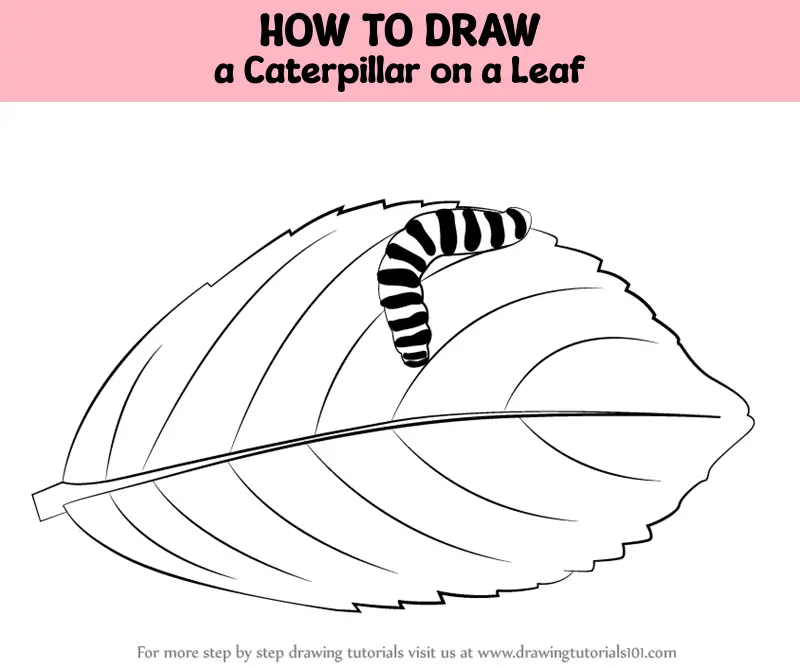 how to draw a Caterpillar on a Leaf step 0 og