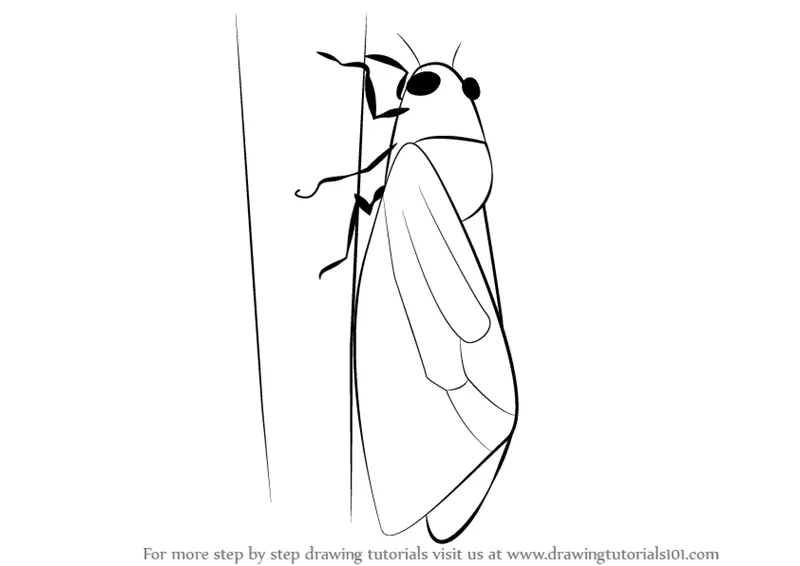 Learn How to Draw a Cicada Insects Step by Step 