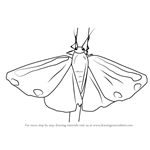 How to Draw a Cinnabar Moth