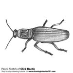 How to Draw a Click Beetle