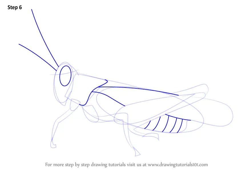 How to Draw a Cricket (Insects) Step by Step