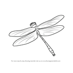How to Draw a Dragon Fly in Flight