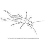 How to Draw a Earwig