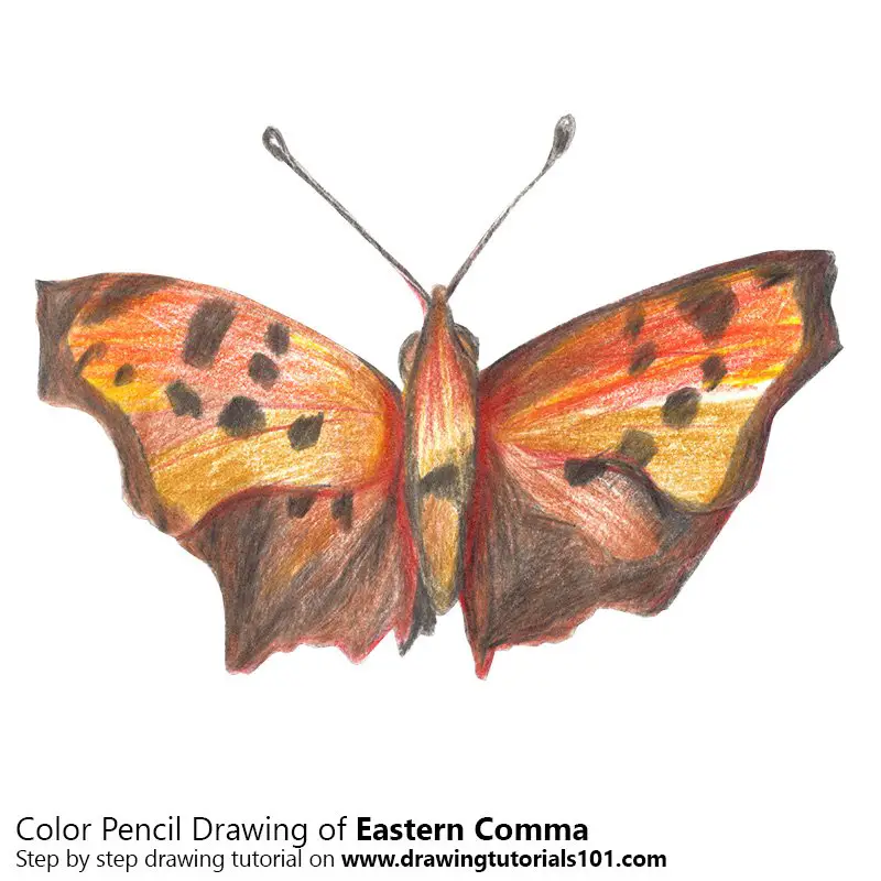 Eastern Comma Color Pencil Drawing