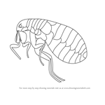 How to Draw a Flea