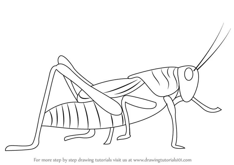 Learn How to Draw a Grasshopper Insects Step by Step  Drawing Tutorials