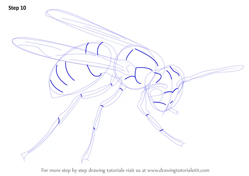 How to Draw a (Insects) Step by Step