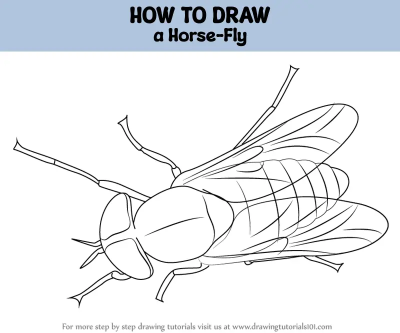 How to Draw a Horse-Fly (Insects) Step by Step | DrawingTutorials101.com