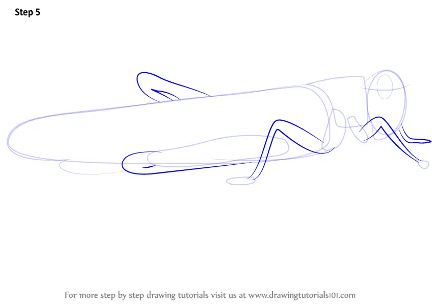 Learn How to Draw a Locust (Insects) Step by Step Drawing Tutorials
