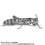 How to Draw a Locust