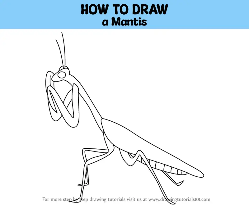 How to Draw a Mantis (Insects) Step by Step | DrawingTutorials101.com