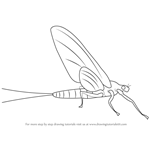 How to Draw a Mayflies