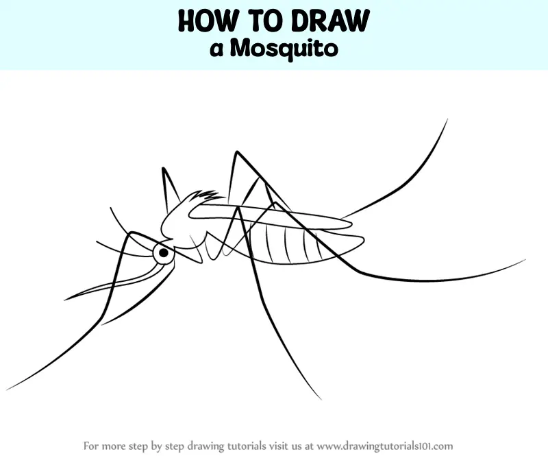 How to draw mosquito / ym5aen7yo.png / LetsDrawIt