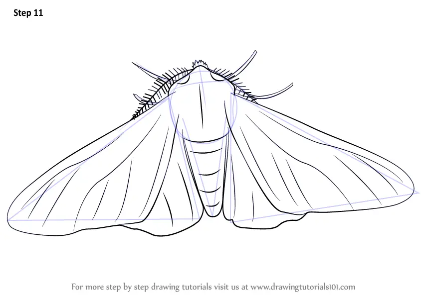 Step by Step How to Draw a Peppered Moth : DrawingTutorials101.com