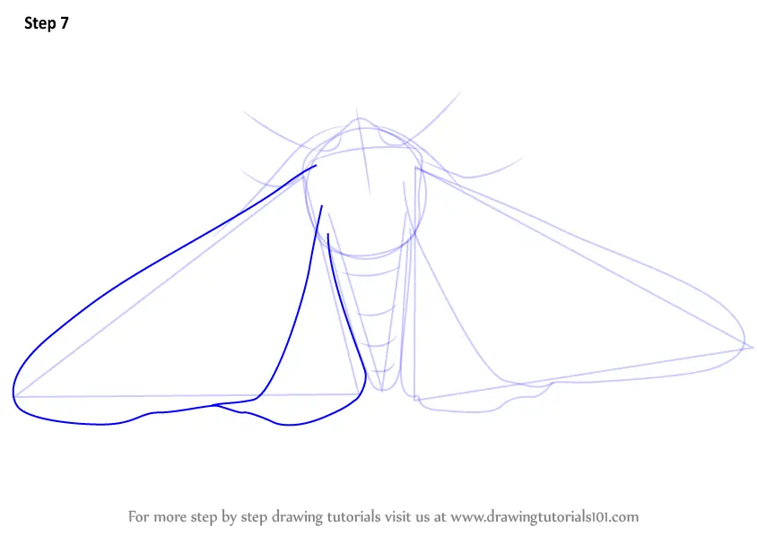 Learn How to Draw a Peppered Moth (Insects) Step by Step : Drawing