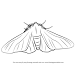 How to Draw a Peppered Moth