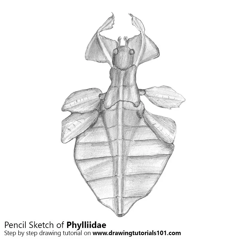 Phylliidae Pencil Drawing - How to Sketch Phylliidae using