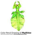 How to Draw a Phylliidae