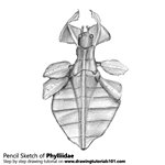 Phylliidae Pencil Sketch
