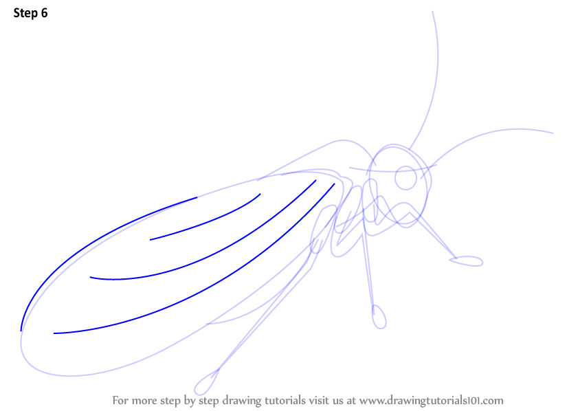 How to Draw a Psocoptera (Insects) Step by Step | DrawingTutorials101.com