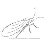 How to Draw a Psocoptera