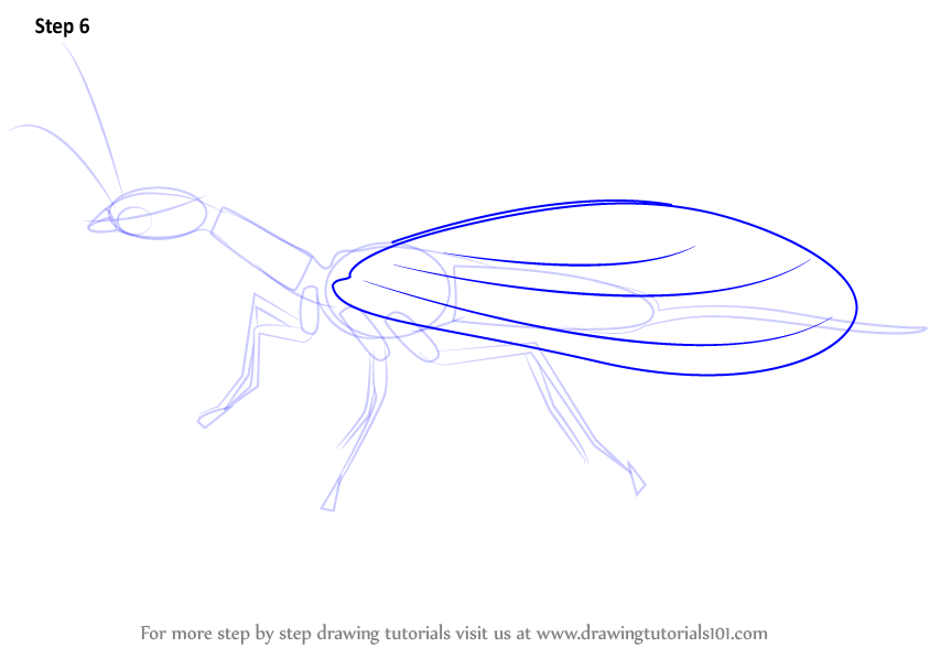 How to Draw a Snakefly (Insects) Step by Step | DrawingTutorials101.com