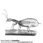 How to Draw a Snakefly