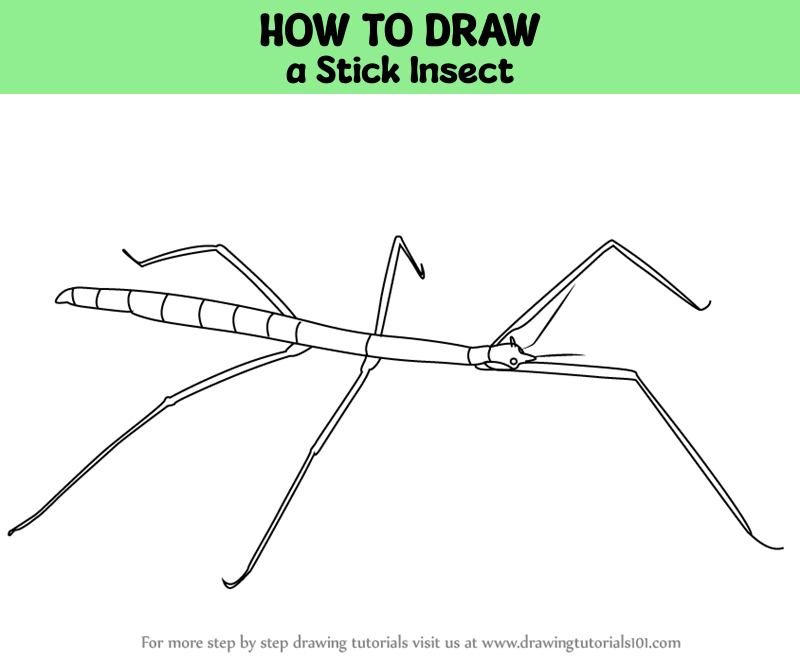 how-to-draw-a-stick-insect-insects-step-by-step-drawingtutorials101