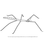 How to Draw a Stick Insect