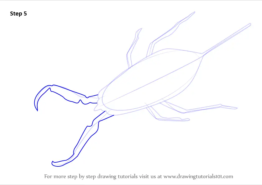 How to Draw a Water Scorpion (Insects) Step by Step ...