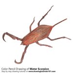 How to Draw a Water Scorpion