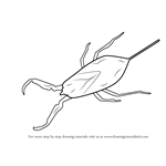 How to Draw a Water Scorpion