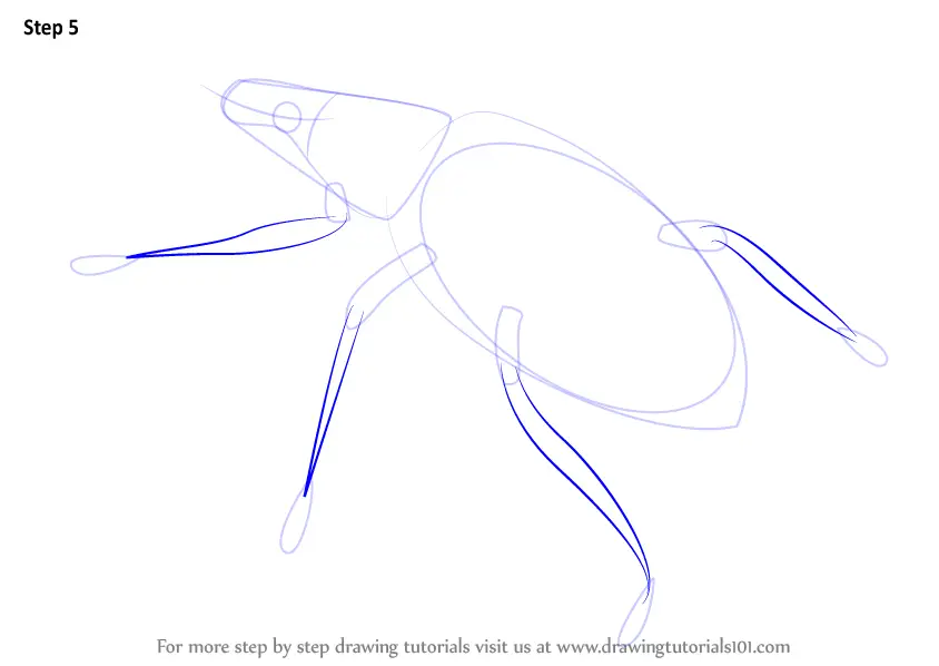 How To Draw A Weevil (insects) Step By Step 