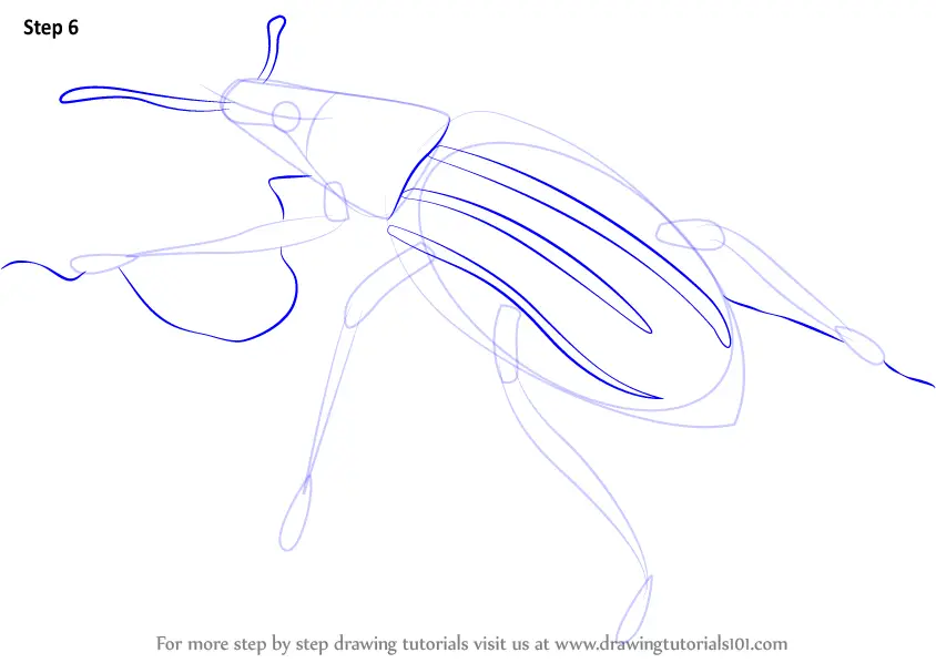 How To Draw A Weevil (insects) Step By Step 