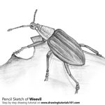 Weevil Pencil Sketch