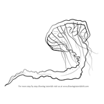 How to Draw a Pacific Sea Nettle